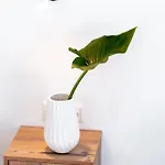 Kalisperis